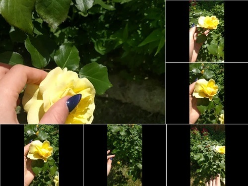 ruined orgasm goddesseevee 2017-06-02  little Yellow flower in My Garden L image